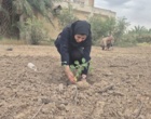 کشت 50 اصله کنار پیوندی در ستاد پژوهشکده خرما و میوه‌های گرمسیری با مشارکت مدیریت باغبانی سازمان جهادکشاورزی