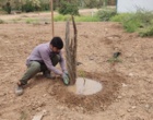 کشت 50 اصله کنار پیوندی در ستاد پژوهشکده خرما و میوه‌های گرمسیری با مشارکت مدیریت باغبانی سازمان جهادکشاورزی