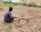 کشت 50 اصله کنار پیوندی در ستاد پژوهشکده خرما و میوه‌های گرمسیری با مشارکت مدیریت باغبانی سازمان جهادکشاورزی