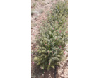 ایجاد کلکسیون گیاهان دارویی در راستای اصلاح الگوی کشت در شرکت کشت و صنعت شهمیرزاد توسط مرکز