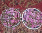 شمیم عطر گل‌محمدی در بیرانشهر پیچید