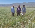 پایش علمی مزارع بروجرد؛ از تأکید بر سمپاشی به‌موقع چغندرقند تا آبیاری تکمیلی کشت ازدیادی گشنیز