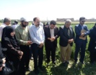 پیوند دانش و مزرعه در روز مزرعه کشت باقلای بروجرد