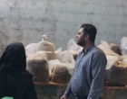 انتقال یافته‌های پژوهشی تغذیه دام به عرصه تولید با تکیه بر منابع خوراکی بومی
