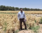 بازدید میدانی از مزارع بذور پرورشی و هزارخوشه ایستگاه تحقیقات شهید زنده‌روح