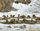 بازدید عشایری