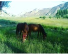 بازدید عشایری