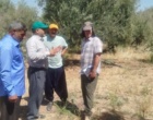 کارگاه آموزشی «شناخت چالش‌های زیستی پسیل زیتون و مدیریت علمی کنترل آن» برگزار شد