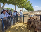 دستاورد مشترک تات و بخش خصوصی برای تقویت امنیت غذایی کشور رونمایی شد/ تولید نسل جدید گوسفندان چندقلوزا و عضله‌زا با فناوری اصلاح نژاد مولکولی