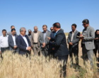 میانگین استفاده از بذرهای رسمی غلات در خراسان شمالی بالاتر از میانگین کشور است