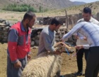 اجرای طرح تحقیقاتی «بررسی شاخص‌های بیومتری و فنوتیپی» با هدف مستندسازی و ارتقای بهره‌وری نژاد بومی
