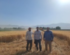 آغاز عملیات برداشت مزارع تکثیری غلات در پردیس تحقیقات کشاورزی بروجرد