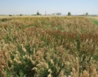 تصویب طرح پژوهشی سفارشی تولید بذر گراس های سردسیری برای احیای مراتع آذربایجان شرقی