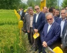 روز ملی برنج؛ هم‌افزایی پژوهش، سیاست‌گذاری و تولید برای جهش بهره‌وری و کاهش وابستگی به واردات