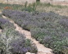 آغاز سلسله گفت‌وگوهای رئیس مرکز تحقیقات و آموزش کشاورزی و منابع طبیعی استان سمنان درباره دستاوردهای سال ۱۴۰۴ و برنامه‌های سال ۱۴۰۵