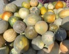 شناسایی و جمع آوری گنجینه ژنتیکی گرمک دیم کردستان
