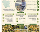 شناسایی و جمع آوری گنجینه ژنتیکی گرمک دیم کردستان