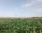 پایش آفات و بیماری‌های مزارع ذرت و لوبیا در ایستگاه تحقیقات کشاورزی اراک توسط بخش تحقیقات گیاهپزشکی مرکز
