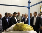 حضور دکتر غلامرضا گل محمدی، معاون وزیر و رئیس سازمان تات و دکتر حسنعلی محمدی، نماینده مردم شریف فسا و دکتر محمدپور مدیر امور موسسات سازمان تات، در بازدید از مجتمع گلخانه‌ای لوتوس