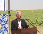 برگزاری رویداد ترویجی «روز مزرعه» آفتابگردان در شهرستان دورود؛ توسعه ۱۶۰ هکتاری کشت دانه‌های روغنی در استان لرستان