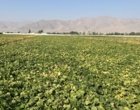لرستان، کانون تبادل دانش کشاورزی؛ برگزاری رویداد ملی انتقال یافته‌های نوین تحقیقاتی در بروجرد و ازنا