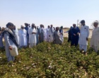 دوره آموزشی و بازدید از مزرعه الگویی پنبه در روستای چاه شهی از توابع شهرستان خاش