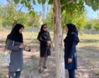 پایش وضعیت آفت کرم خراط در باغات گردو شهرستان رابر