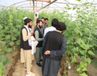 گزارش تصویری بازدید کارشناسان کشاورزی کشور افغانستان از مزارع و گلخانه های بذور سبزی و صیفی مستقر در مرکز آموزش عالی امام خمینی(ره)