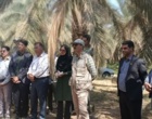 بازدید از محل اجرای طرح مدیریت عارضه خوشکیدگی خوشه خرما (TCP) در شهرستان فهرج