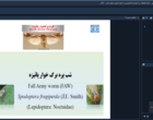 برگزاری وبینار آموزشی مدیریت کرم برگ‌خوار پاییزه