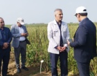 تحول در تولید کنجد ایران؛ از اصلاح‌نژاد برای برداشت مکانیزه تا بازنگری در سیاست‌های قیمتی