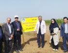 تحول در تولید کنجد ایران؛ از اصلاح‌نژاد برای برداشت مکانیزه تا بازنگری در سیاست‌های قیمتی