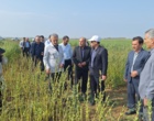 تحول در تولید کنجد ایران؛ از اصلاح‌نژاد برای برداشت مکانیزه تا بازنگری در سیاست‌های قیمتی