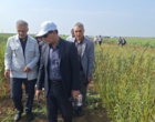تحول در تولید کنجد ایران؛ از اصلاح‌نژاد برای برداشت مکانیزه تا بازنگری در سیاست‌های قیمتی