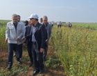 تحول در تولید کنجد ایران؛ از اصلاح‌نژاد برای برداشت مکانیزه تا بازنگری در سیاست‌های قیمتی