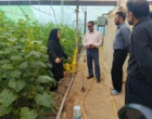بازدید تخصصی رئیس بخش تحقیقات گیاه‌پزشکی مرکز تحقیقات کشاورزی استان کرمان از مجتمع گلخانه‌ای زرند