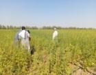 برگزاری روز مزرعه الگویی کشت کنجد در منطقه جلگه چاه هاشم شهرستان دلگان