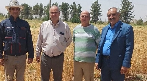 بازدید میدانی از ایستگاه تحقیقاتی شهید زنده‌روح و طرح‌های تکثیر بذور پرورشی گندم و جو