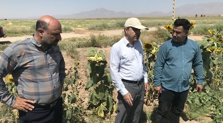 بازدید میدانی محقق مرکز شاهرود از مزارع خربزه منطقه بیارجمند در قالب طرح محققین معین