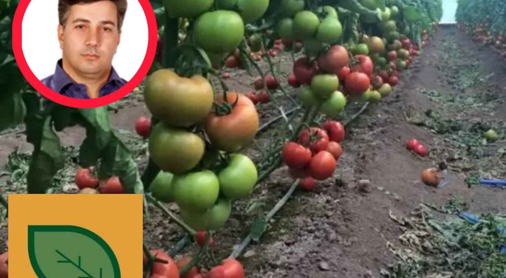 بذر هیبرید داخلی در گوجه‌فرنگی و فلفل به سطح رقابت با نمونه‌های خارجی رسیده است