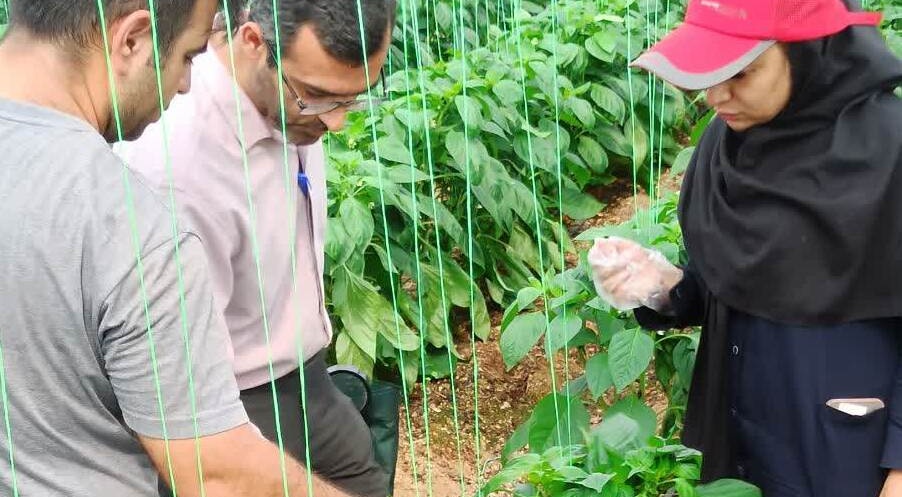 بازدید عضو هیئت‌علمی بخش گیاه‌پزشکی مرکز از مجتمع گلخانه‌ای دهملا
