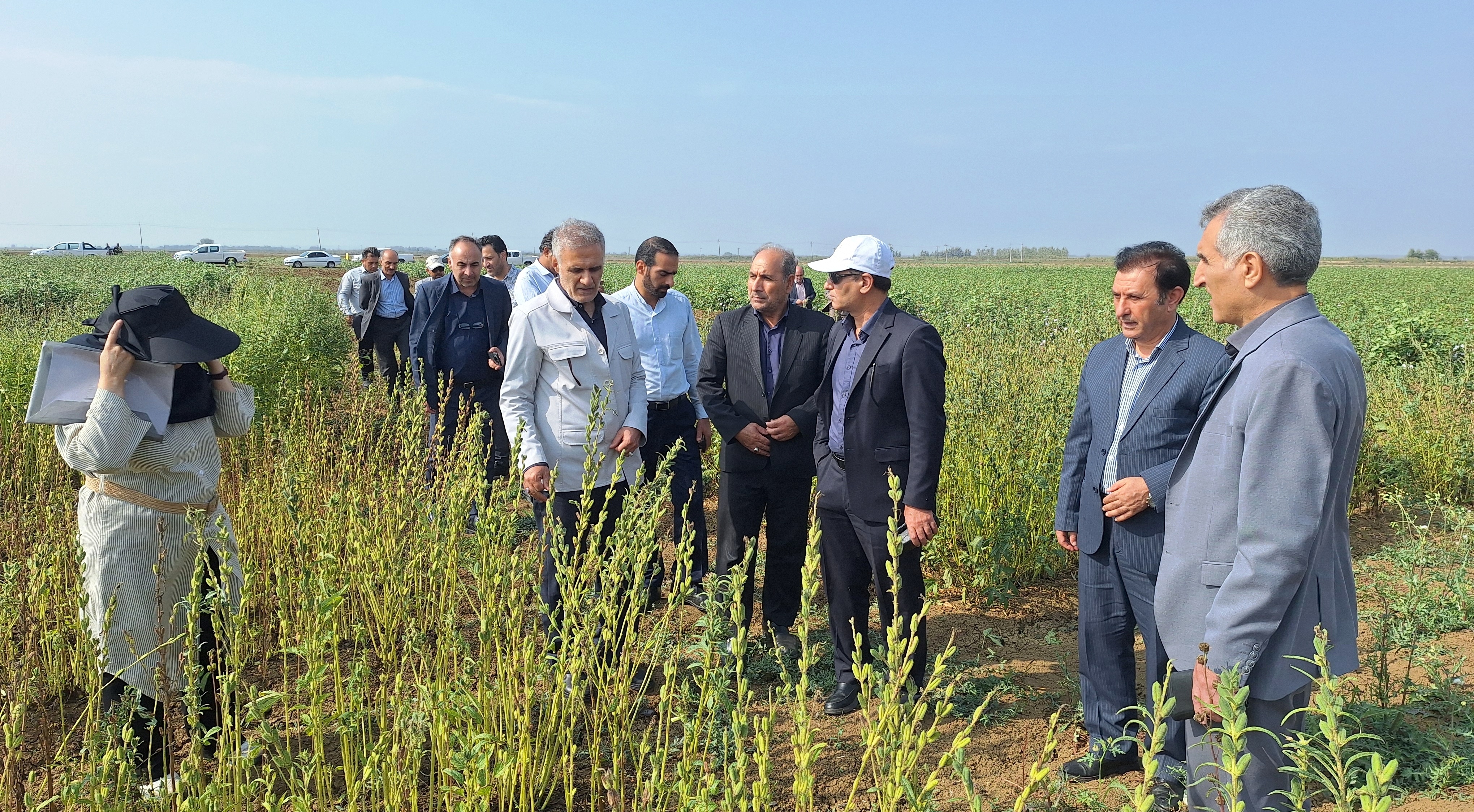 تحول در تولید کنجد ایران؛ از اصلاح‌نژاد برای برداشت مکانیزه تا بازنگری در سیاست‌های قیمتی