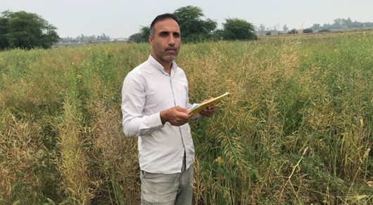 آغاز برداشت پروژه تحقیقاتی تعیین سازگاری ارقام و لاین‌های بهاره کلزا در اقلیم گرم خشک