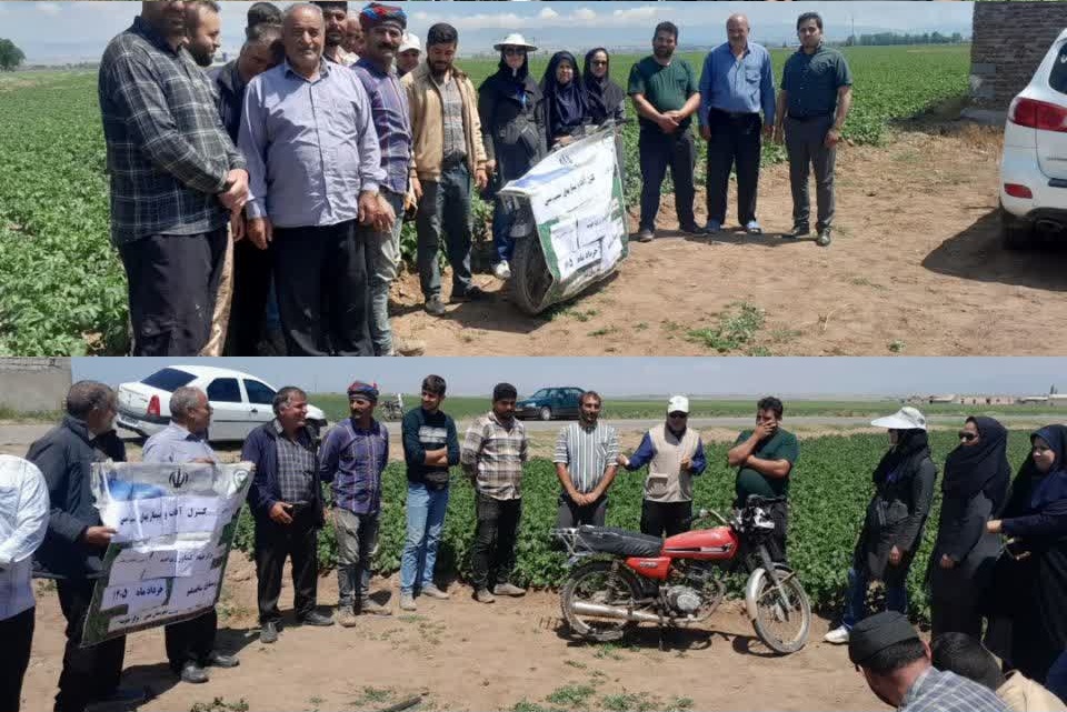 کنترل و مدیریت سفیدک دروغین سیبزمینی؛ گامی موثر برای کاهش خسارت مزارع