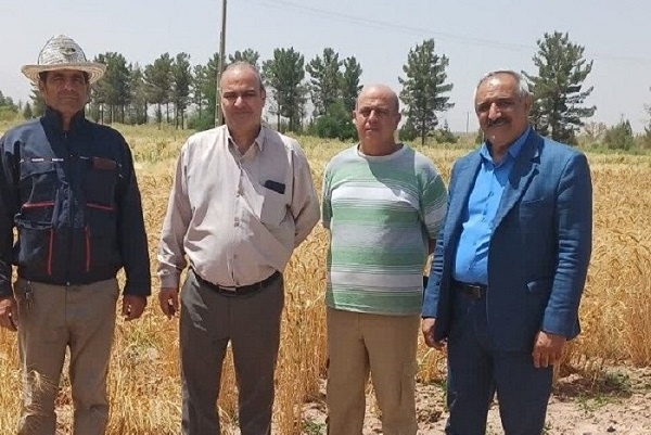 بازدید میدانی از ایستگاه تحقیقاتی شهید زندهروح و طرحهای تکثیر بذور پرورشی گندم و جو