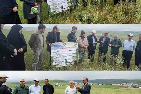 گذر از کشاورزی سنتی؛ راهکارهای افزایش ۲۰ درصدی محصول در مزارع کلزا