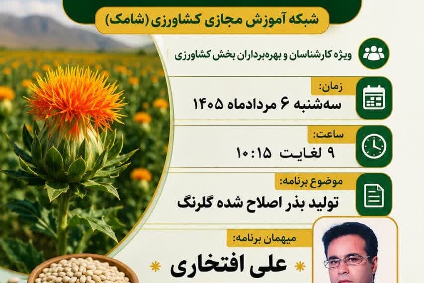 تولید بذر اصلاح شده گلرنگ؛ شاه‌کلید پایداری تولید در اراضی دیم و مقابله با تنش‌های محیطی