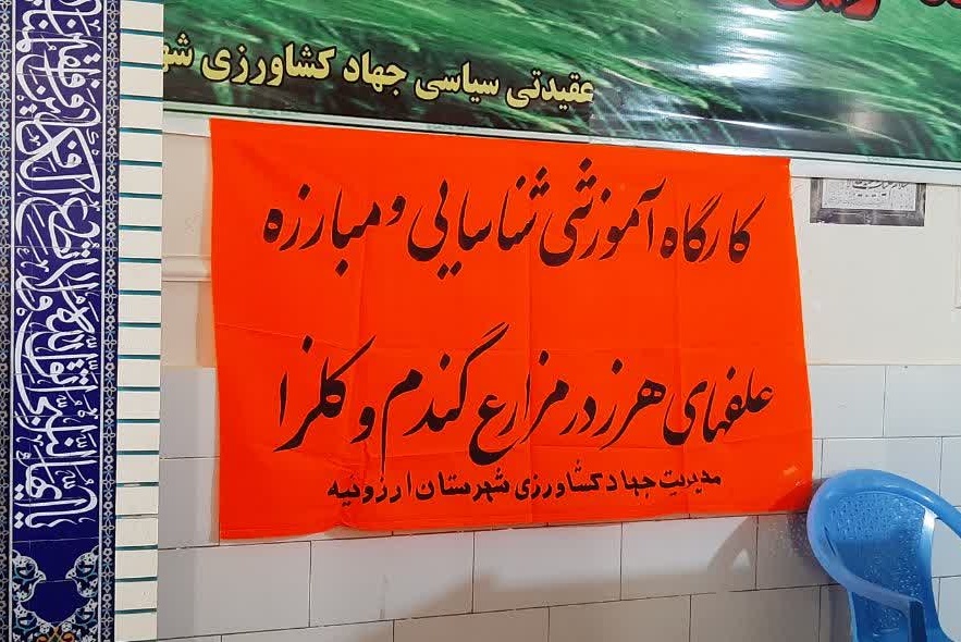 مدیریت علف‌های هرز؛ گامی مؤثر برای افزایش بهره‌وری مزارع گندم ارزوئیه