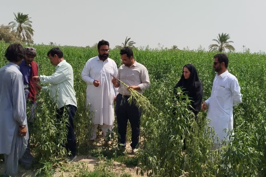 بازدید از مزارع کنجد ایرانشهر دارای علائم پژمردگی