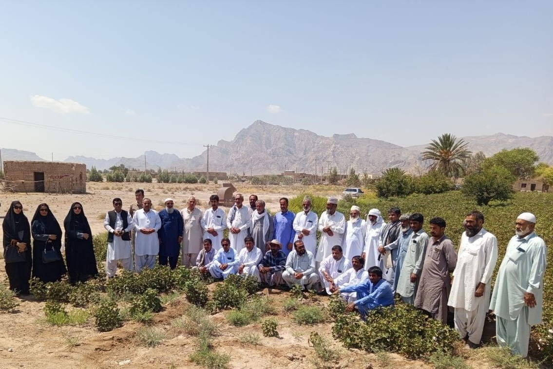 برگزاری کارگاه آموزشی ـ ترویجی  مدیریت مزارع پنبه در اولین مزرعه الگویی پنبه در شهرستان خاش سیستان و بلوچستان